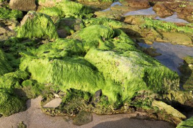 Akdeniz kıyılarındaki kayalıklarda yeşil yosunlar. 