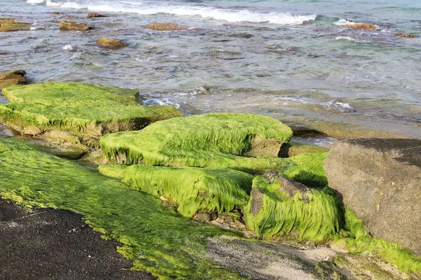 Зеленые Водоросли Скалах Берегу Средиземного Моря — стоковое фото