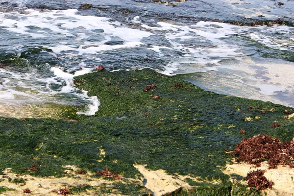 Algas Verdes Las Rocas Orillas Del Mar Mediterráneo — Foto de Stock