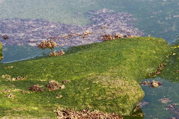 Algas Verdes Las Rocas Orillas Del Mar Mediterráneo — Foto de Stock
