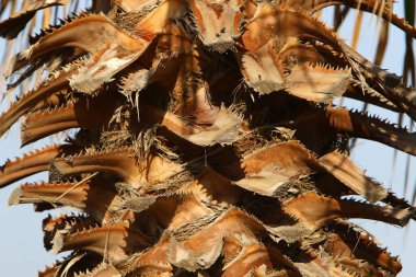 Şehir parkındaki ağaç kabuğunun kuru dokusu, yakın plan. 