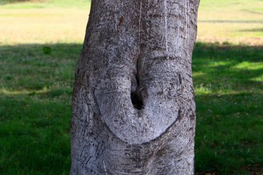 Şehir parkındaki ağaç kabuğunun kuru dokusu, yakın plan. 