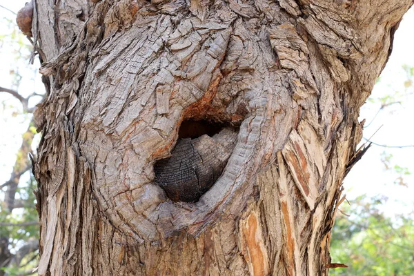 Şehir Parkındaki Ağaç Kabuğunun Kuru Dokusu Yakın Plan — Stok fotoğraf