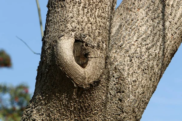 Texture Sèche Écorce Arbre Dans Parc Urbain Gros Plan — Photo