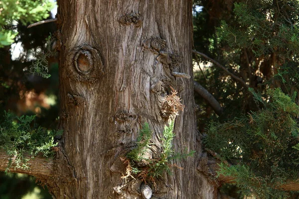 Ξηρά Υφή Φλοιού Δέντρου Πάρκο Της Πόλης Κοντινό Πλάνο — Φωτογραφία Αρχείου
