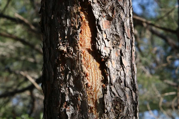 都市公園 クローズアップでの木の樹皮の乾燥した質感 — ストック写真