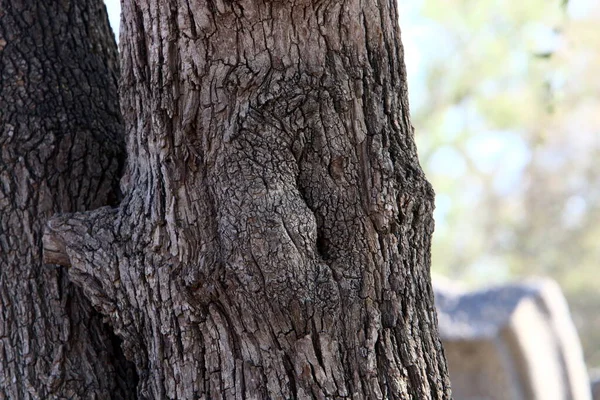 Sucha Faktura Kory Drzewa Parku Miejskim Zbliżenie — Zdjęcie stockowe