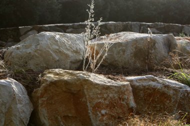 Kuzey İsrail 'deki Akdeniz kıyısındaki bir şehir parkında büyük taşlar.. 