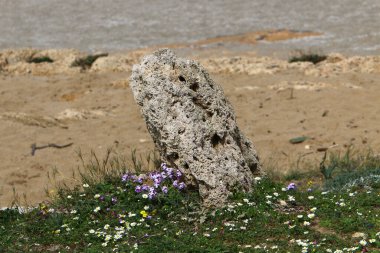 Kuzey İsrail 'deki Akdeniz kıyısındaki bir şehir parkında büyük taşlar.. 