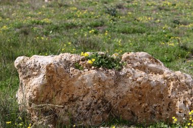Kuzey İsrail 'deki Akdeniz kıyısındaki bir şehir parkında büyük taşlar.. 