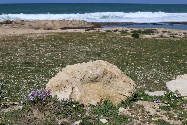Большие Камни Городском Парке Берегу Средиземного Моря Севере Израиля — стоковое фото
