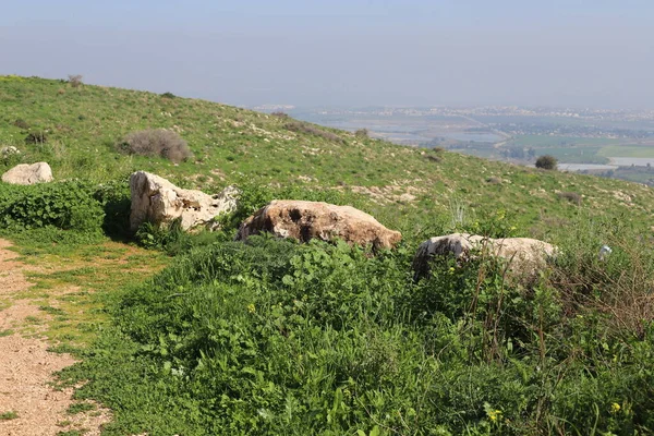 北イスラエルの地中海沿岸の都市公園内の大きな石 — ストック写真