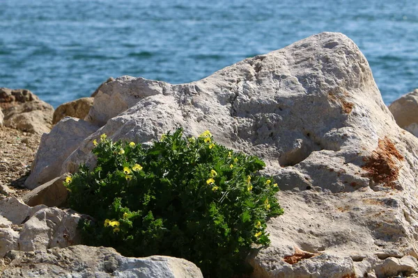 Великі Камені Міському Парку Узбережжі Середземного Моря Півночі Ізраїлю — стокове фото