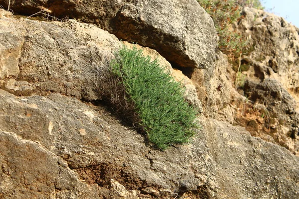 Plantas Flores Verdes Crecen Las Grietas Piedras Rocas — Foto de Stock