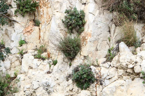 Расщелинах Камней Скал Растут Зеленые Растения Цветы — стоковое фото