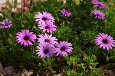 Şehir parkında kasımpatı çiçek açar. Arka plan görüntüsü olarak güzel kasımpatı. 