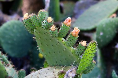 Kuzey İsrail 'deki bir şehir parkında büyük ve dikenli bir kaktüs yetişiyor. Kaktüs yakın plan. 