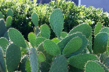 Kuzey İsrail 'deki bir şehir parkında büyük ve dikenli bir kaktüs yetişiyor. Kaktüs yakın plan. 