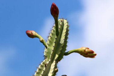 Kuzey İsrail 'deki bir şehir parkında büyük ve dikenli bir kaktüs yetişiyor. Kaktüs yakın plan. 
