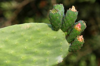 Kuzey İsrail 'deki bir şehir parkında büyük ve dikenli bir kaktüs yetişiyor. Kaktüs yakın plan. 