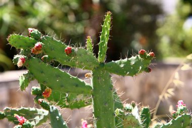 Kuzey İsrail 'deki bir şehir parkında büyük ve dikenli bir kaktüs yetişiyor. Kaktüs yakın plan. 