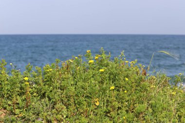İsrail devletinin kuzeyindeki Akdeniz kıyılarında yeşil bitkiler ve çiçekler. 