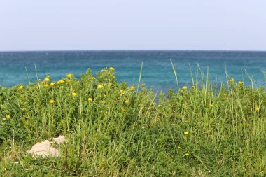 İsrail devletinin kuzeyindeki Akdeniz kıyılarında yeşil bitkiler ve çiçekler. 