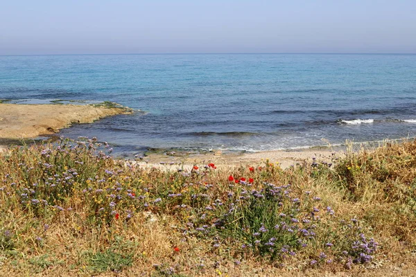 Plantes Fleurs Vertes Sur Les Rives Mer Méditerranée Nord État — Photo