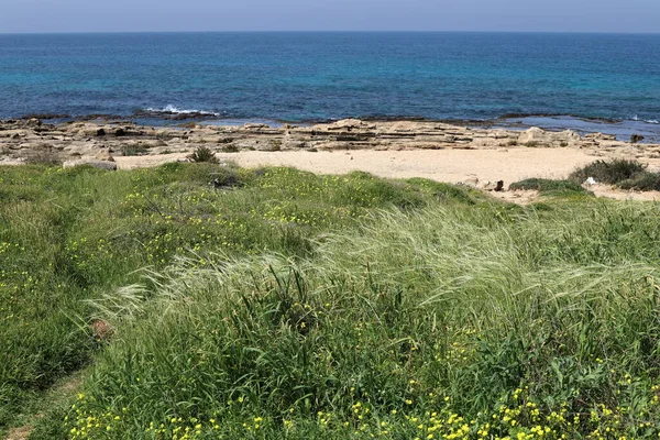 Piante Verdi Fiori Sulle Rive Del Mar Mediterraneo Nel Nord — Foto Stock