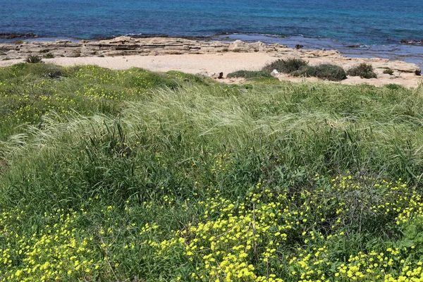 Зеленые Растения Цветы Берегу Средиземного Моря Севере Государства Израиль — стоковое фото
