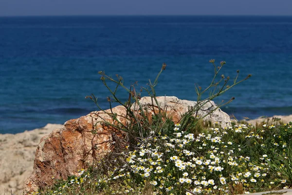 Зелені Рослини Квіти Березі Середземного Моря Півночі Держави Ізраїль — стокове фото