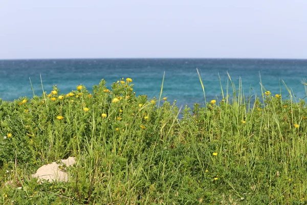 Gröna Växter Och Blommor Medelhavets Stränder Norra Delen Staten Israel — Stockfoto