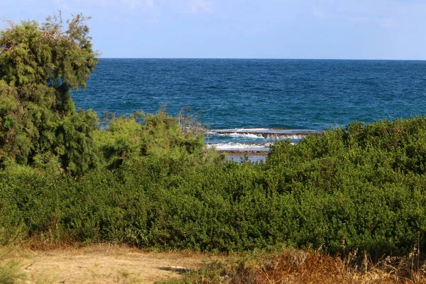 Plantes Fleurs Vertes Sur Les Rives Mer Méditerranée Nord État — Photo