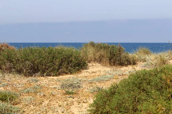 Plantas Flores Verdes Nas Margens Mar Mediterrâneo Norte Estado Israel — Fotografia de Stock