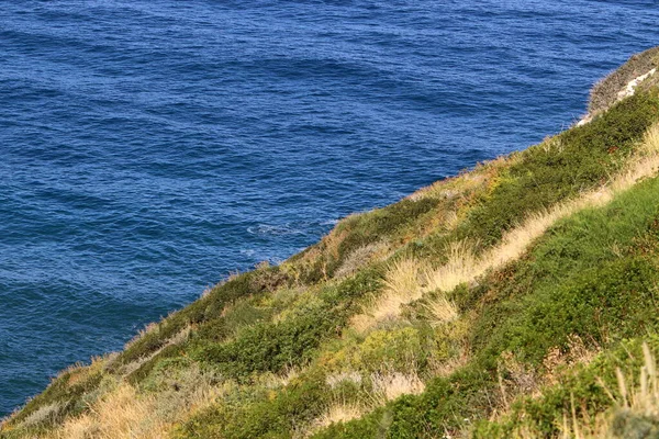 Green Plants Flowers Shores Mediterranean Sea North State Israel — Stock Photo, Image