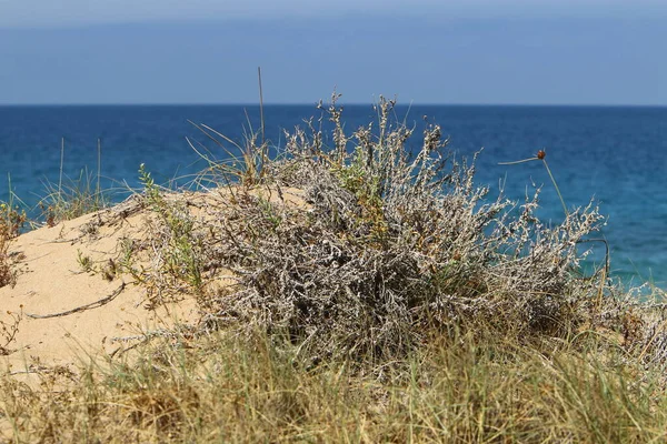 Piante Verdi Fiori Sulle Rive Del Mar Mediterraneo Nel Nord — Foto Stock