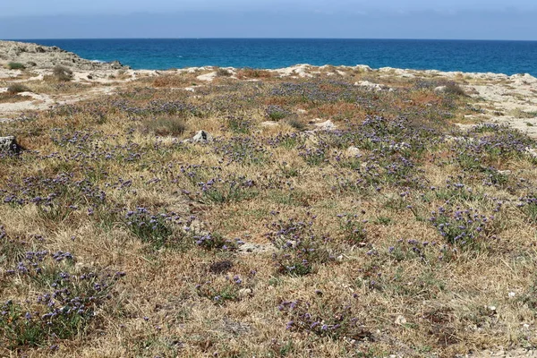 Gröna Växter Och Blommor Medelhavets Stränder Norra Delen Staten Israel — Stockfoto