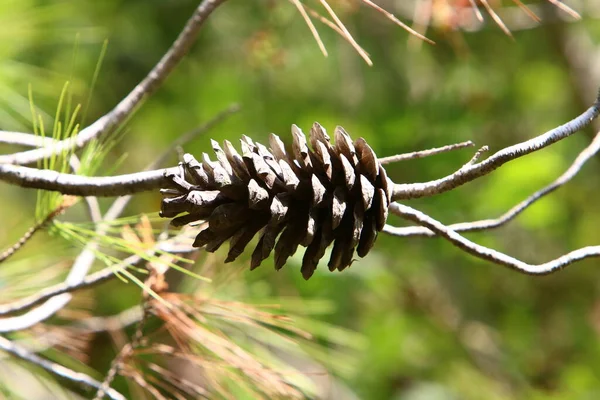 Cônes Pin Sur Arbre Dans Parc Urbain Dans Nord Israël — Photo