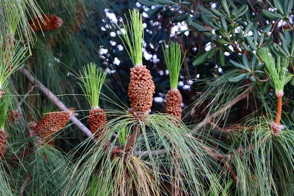 Dennenappels Een Boom Een Stadspark Noord Israël — Stockfoto