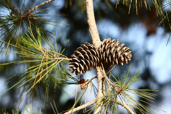 Cones Pinheiro Uma Árvore Parque Cidade Norte Israel — Fotografia de Stock