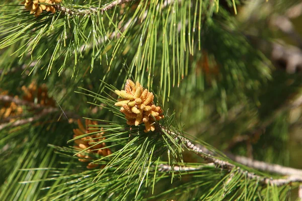 Cônes Pin Sur Arbre Dans Parc Urbain Dans Nord Israël — Photo