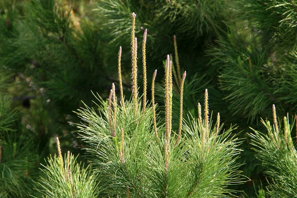 Fenyőtobozok Egy Fán Egy Észak Izraeli Városi Parkban — Stock Fotó