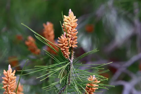 Cones Pinheiro Uma Árvore Parque Cidade Norte Israel — Fotografia de Stock