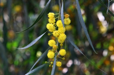 Mimoza ağacı hoş kokulu sarı çiçeklerle çiçek açar.. 