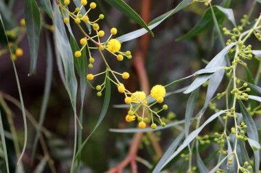 Mimoza ağacı hoş kokulu sarı çiçeklerle çiçek açar.. 