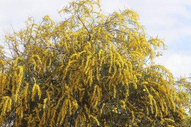 Mimoza ağacı hoş kokulu sarı çiçeklerle çiçek açar.. 