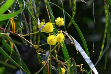 Mimoza ağacı hoş kokulu sarı çiçeklerle çiçek açar.. 