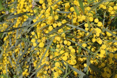 Mimoza ağacı hoş kokulu sarı çiçeklerle çiçek açar.. 