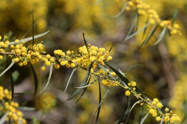 Mimoza ağacı hoş kokulu sarı çiçeklerle çiçek açar.. 