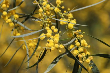 Mimoza ağacı hoş kokulu sarı çiçeklerle çiçek açar.. 
